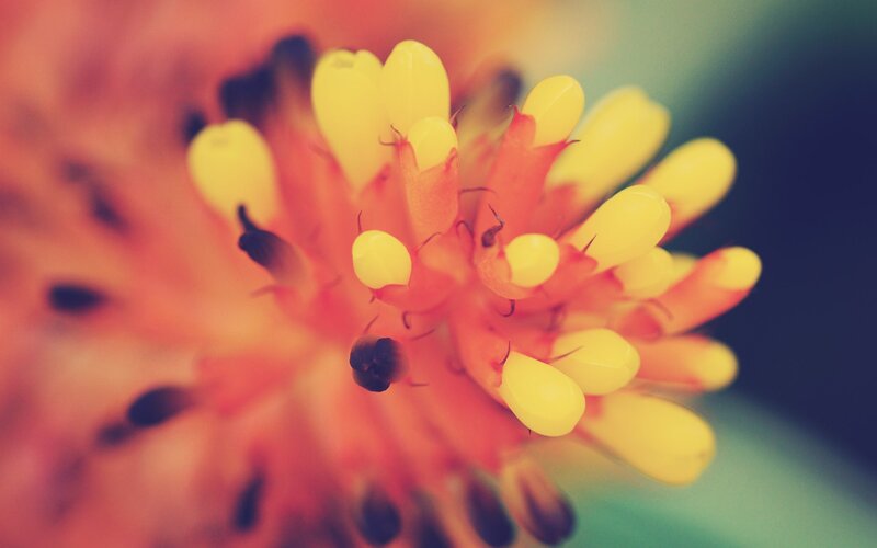 close-up of a yellow flower