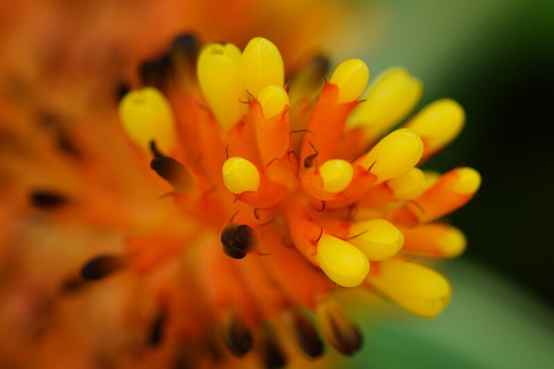 Close-up of a yellow flower