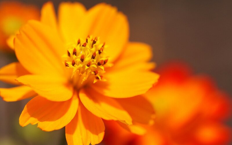 Close-up of a yellow flower