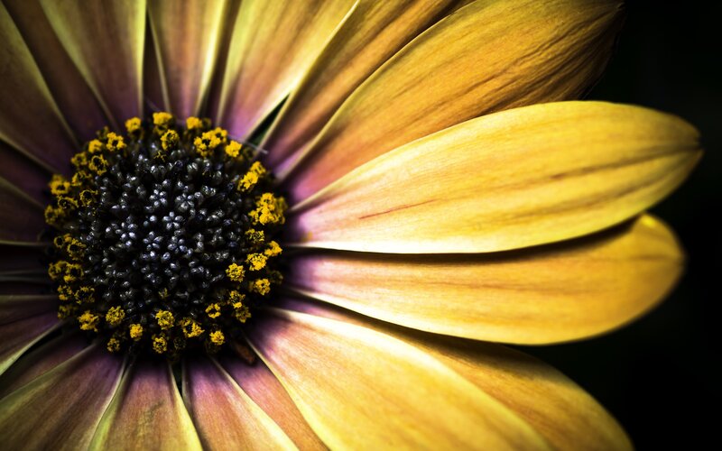 close-up of a yellow flower