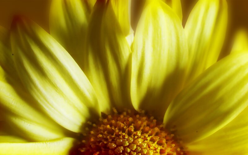 Close-up of a yellow flower