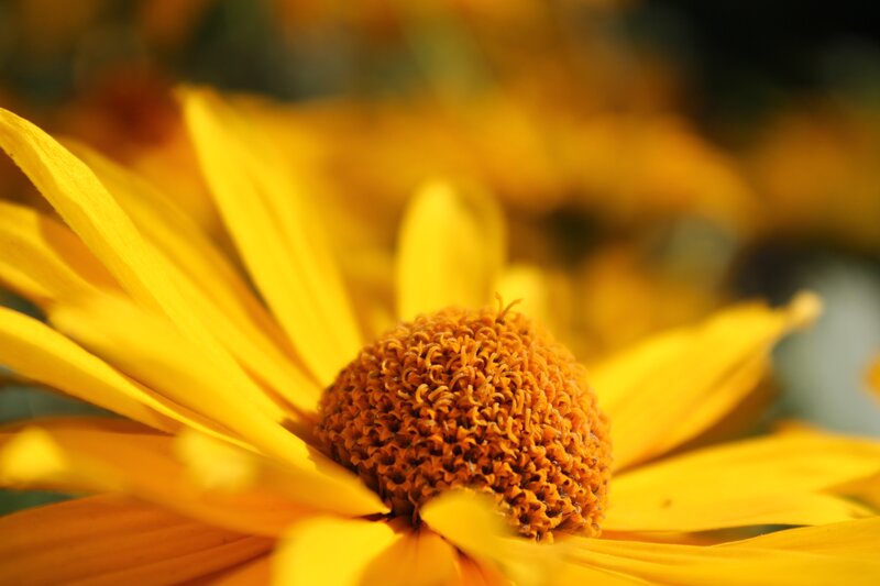 Close-up of a yellow flower
