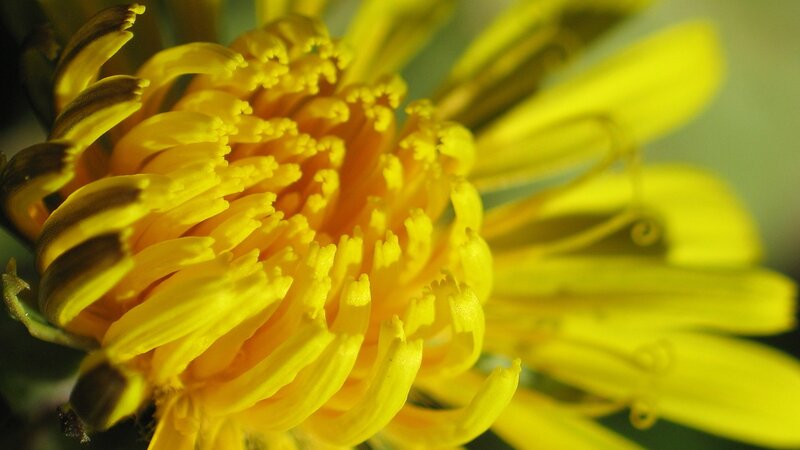 Close-up of a yellow flower