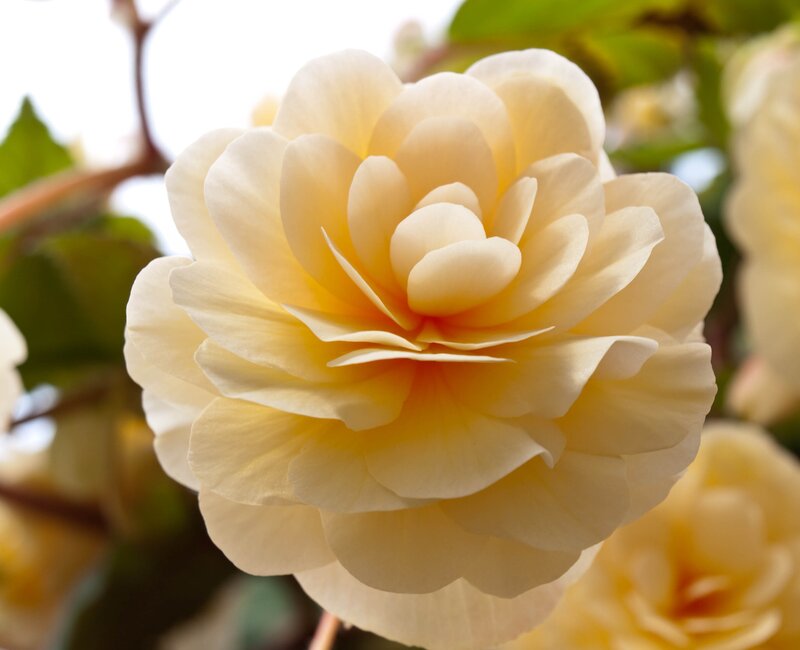 Close-up of a yellow flower