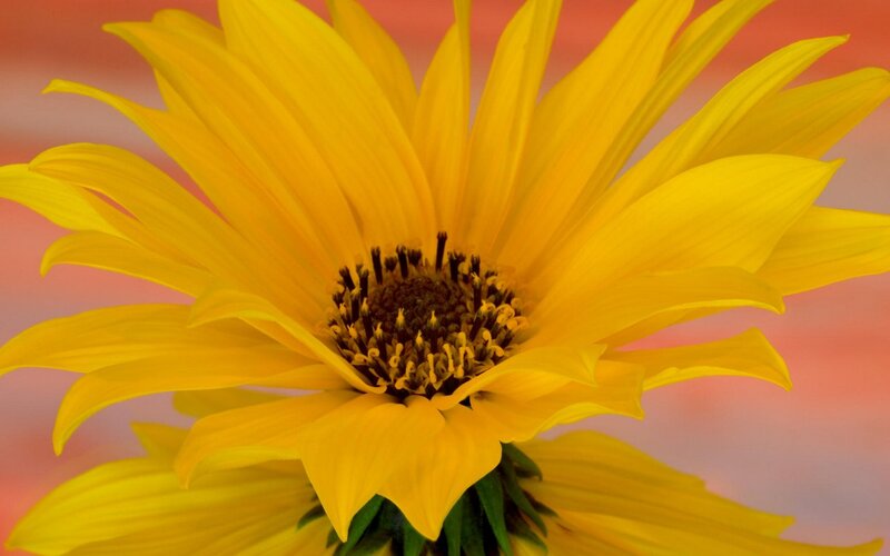 Close-up of a yellow flower