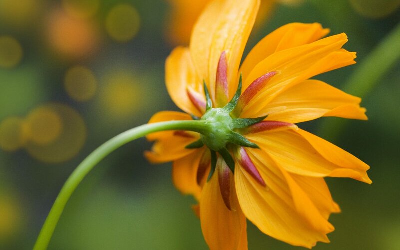 Close-up of a yellow flower
