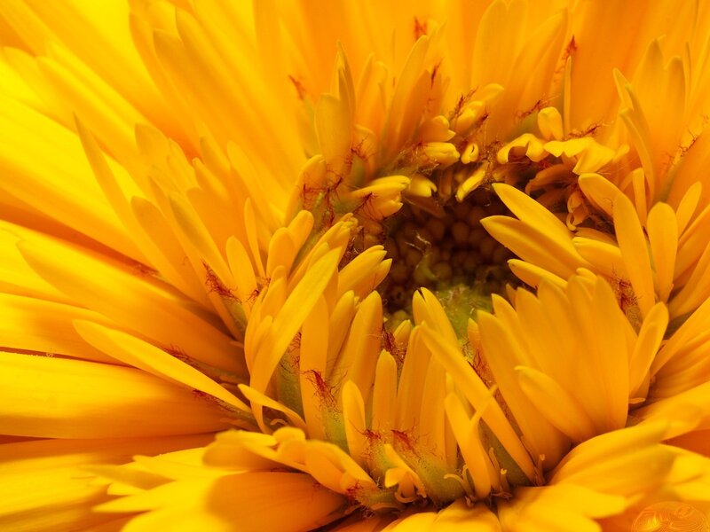 close-up of a yellow flower