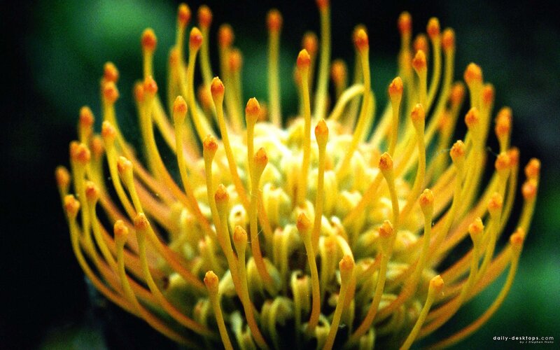 Close-up of a yellow flower