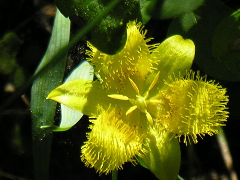 Close-up of a yellow flower
