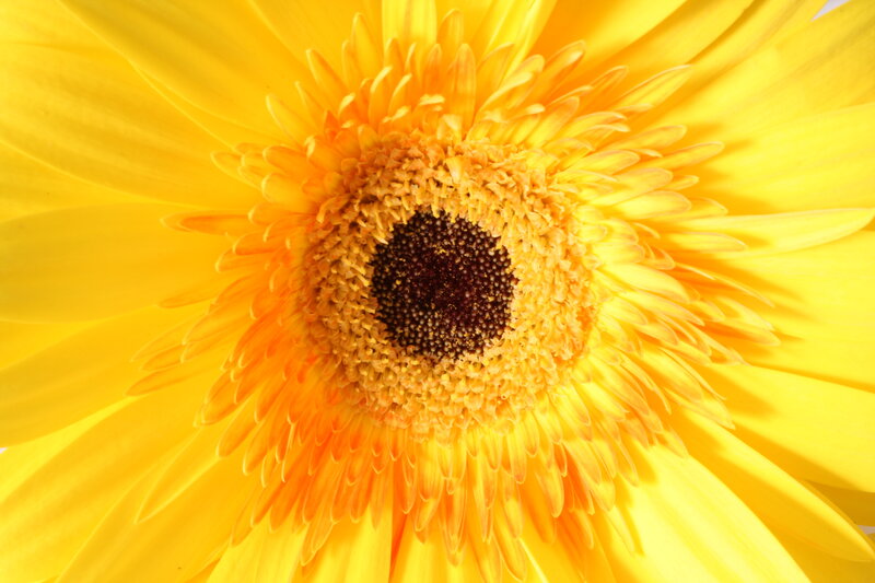 Close-up of a yellow flower