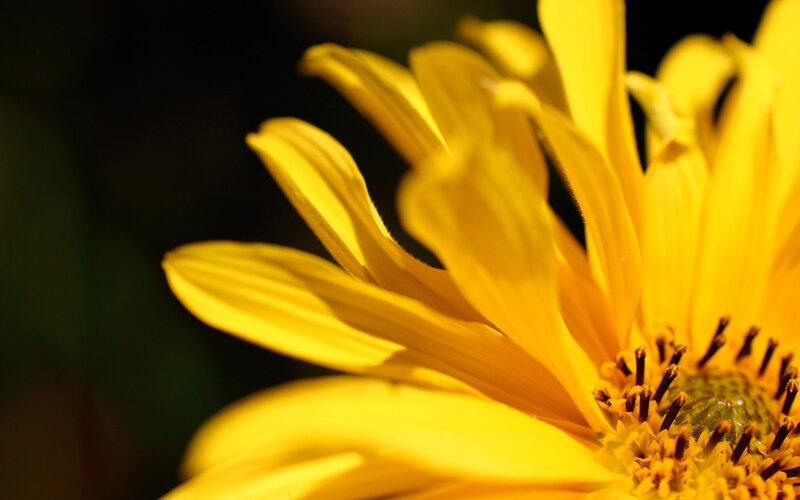 close-up of a yellow flower