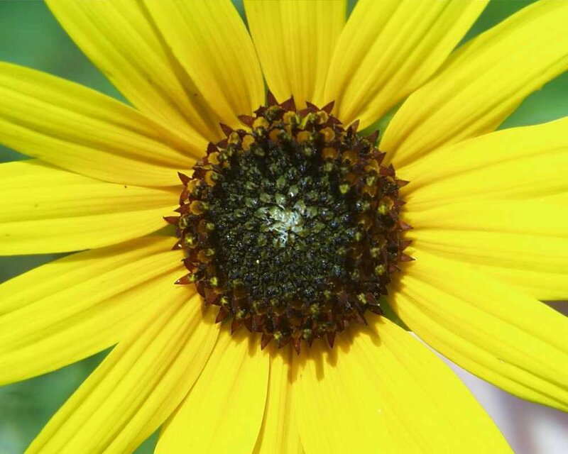 close-up of a yellow flower