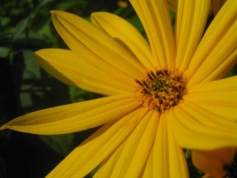 Close-up of a yellow flower