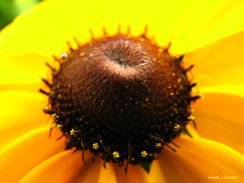 Close-up of a yellow flower