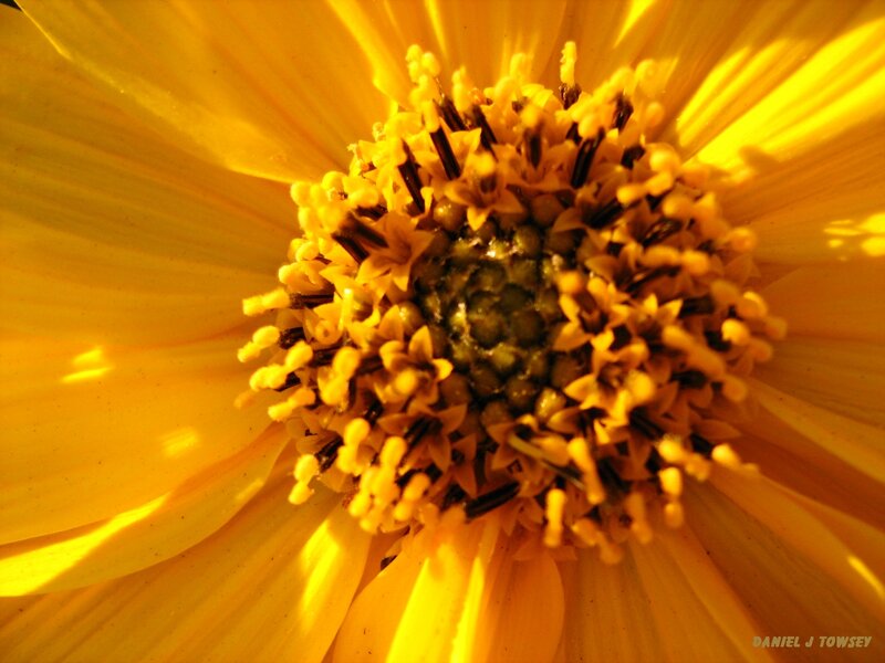 Close-up of a yellow flower