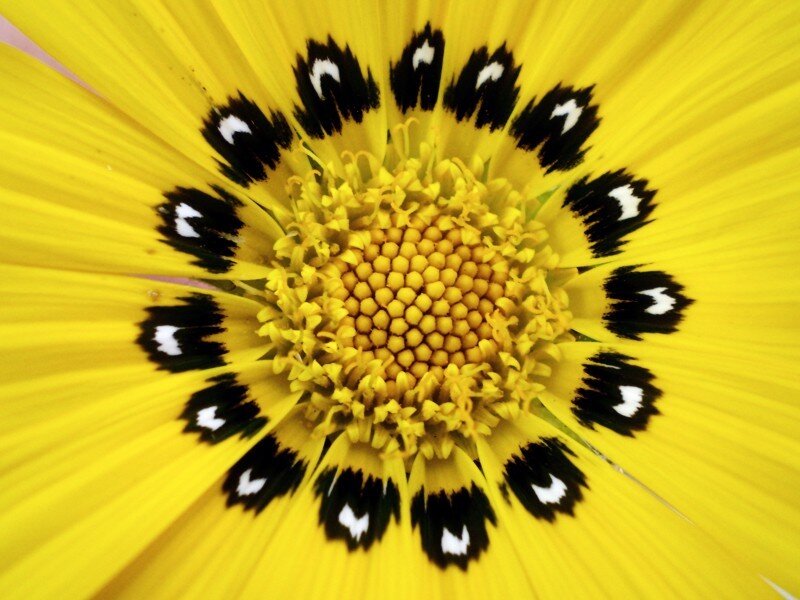 Close-up of a yellow flower