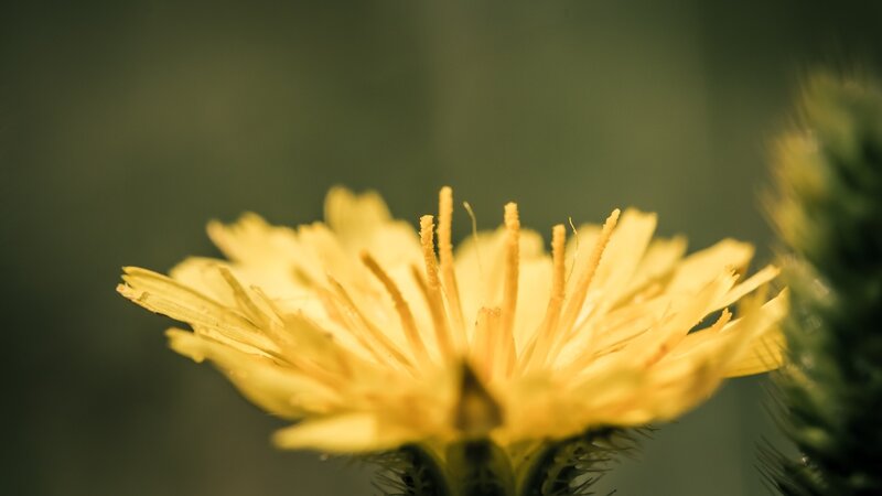 Close-up of a yellow flower