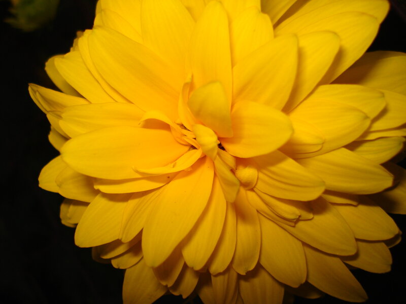Close-up of a yellow flower