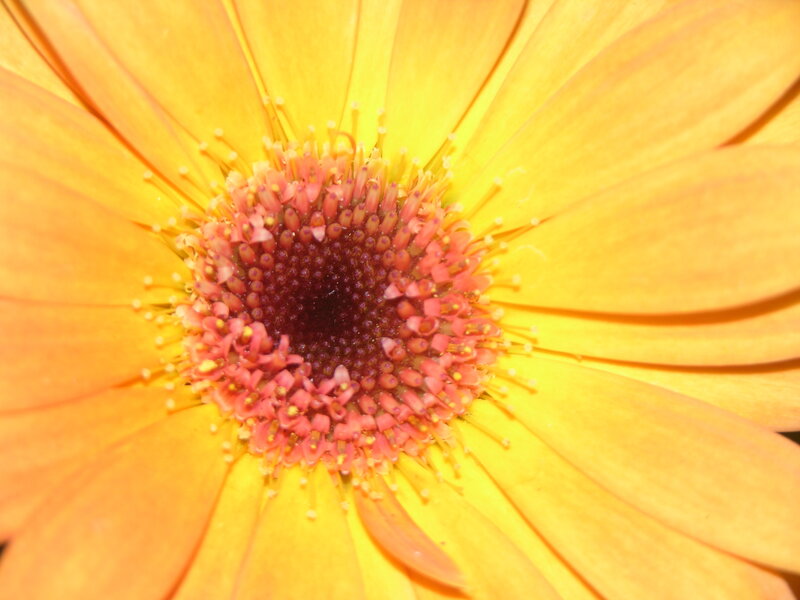 close-up of a yellow flower