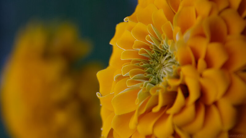 Close-up of a yellow flower