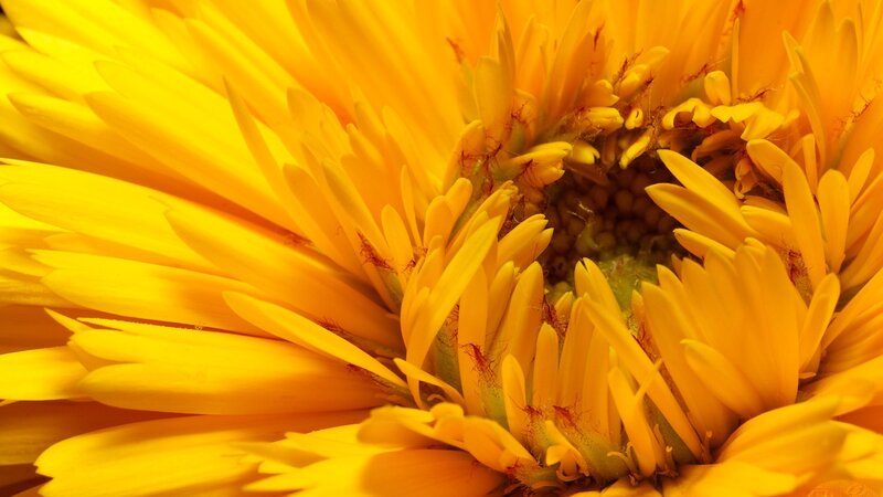 close-up of a yellow flower