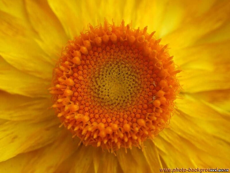 Close-up of a yellow flower