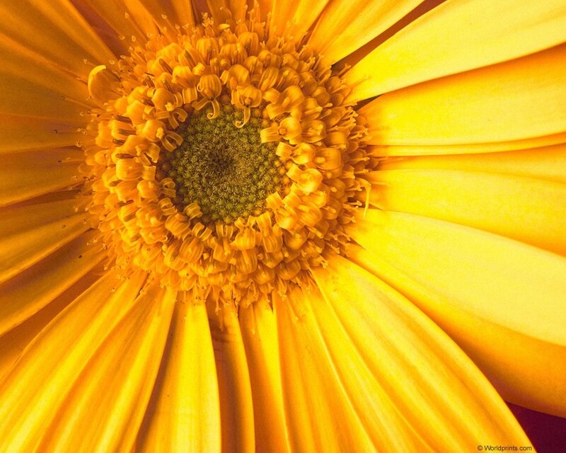 Close-up of a yellow flower
