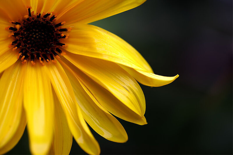 Close-up of a yellow flower