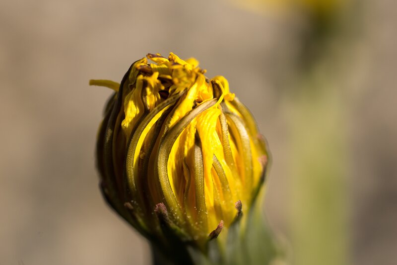 Close-up of a yellow flower bud