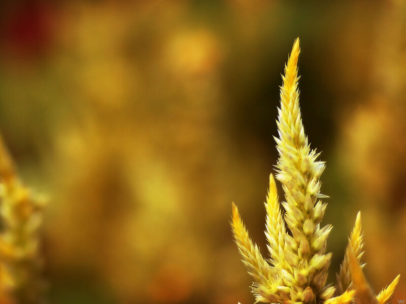 Close-up of a yellow flower spike