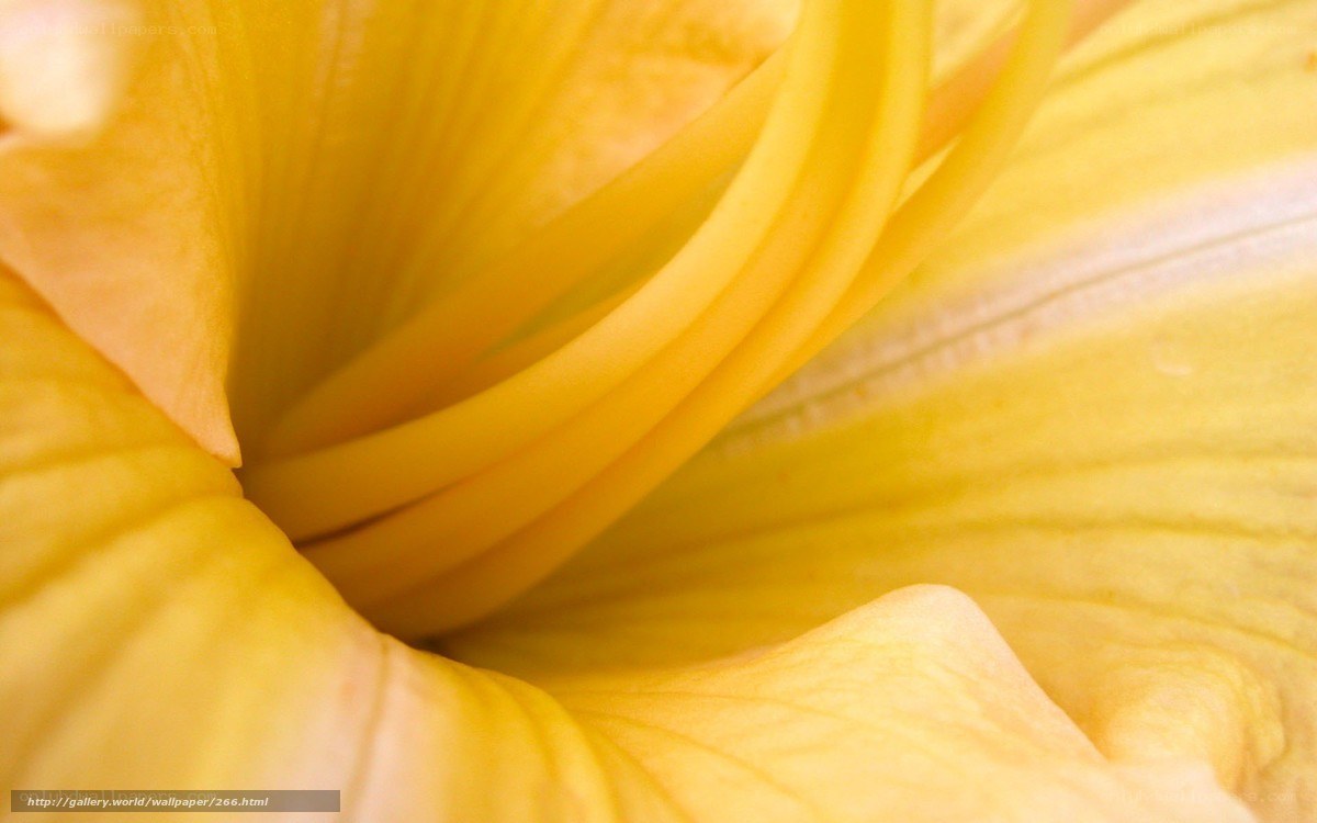 Close-up of a yellow flower