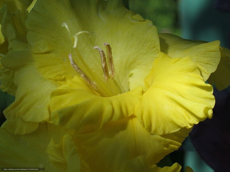 Close-up of a yellow gladiolus flower