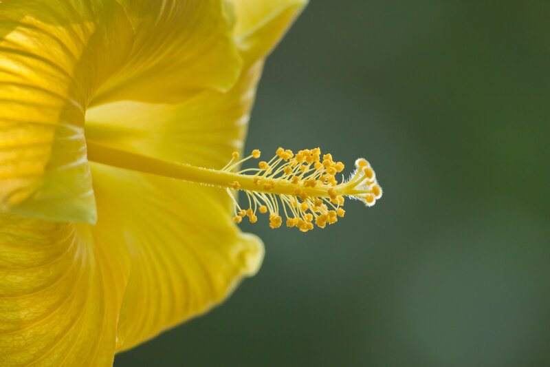 Close-up of a yellow hibiscus flower