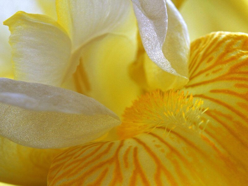 Close-up of a yellow iris flower