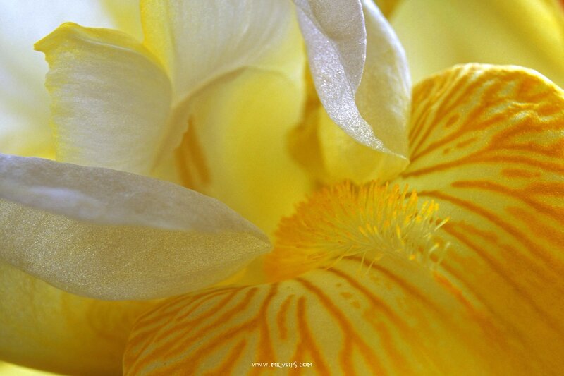 Close-up of a yellow iris flower