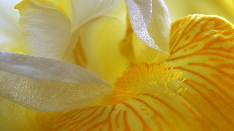Close-up of a yellow iris flower