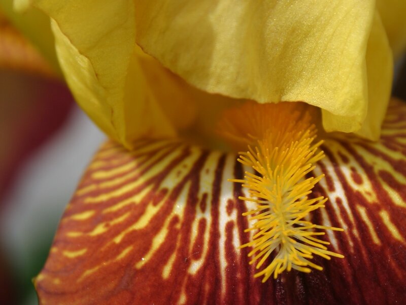 Close-up of a yellow iris flower