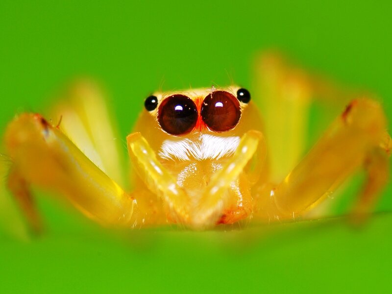 close-up of a yellow jumping spider