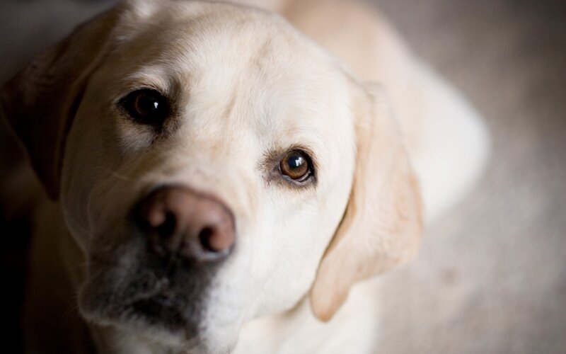 close-up of a yellow lab