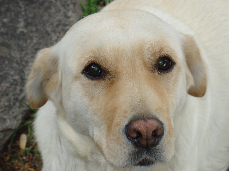 close-up of a yellow lab