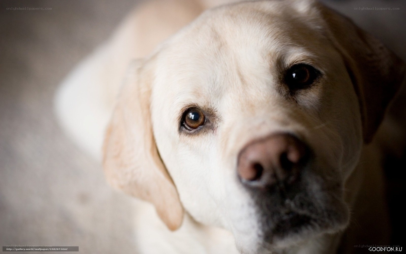 close-up of a yellow lab