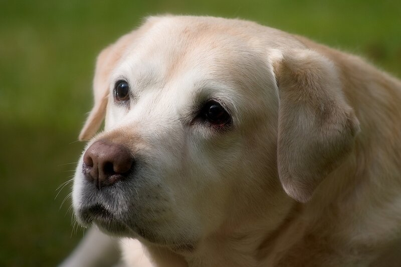 close-up of a yellow labrador