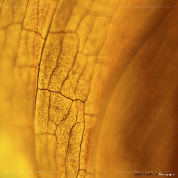 Close-up of a yellow leaf