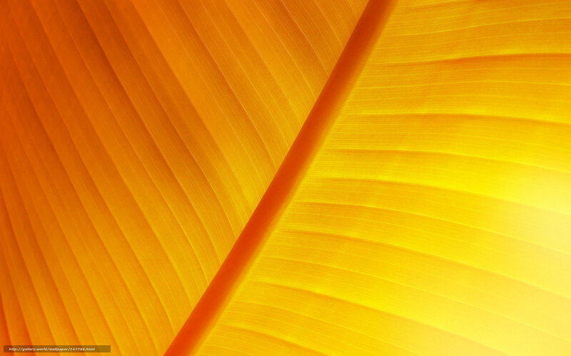 Close-up of a yellow leaf