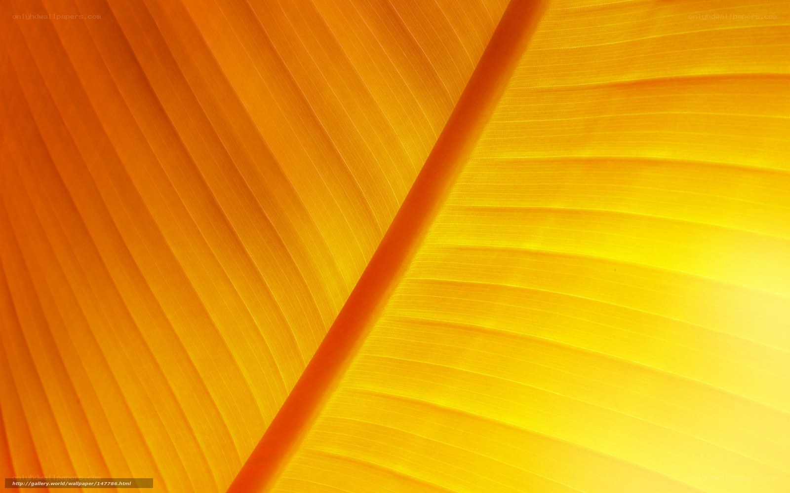 Close-up of a yellow leaf