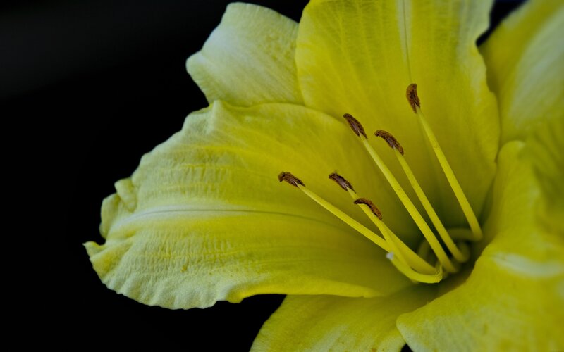 Close-up of a yellow lily