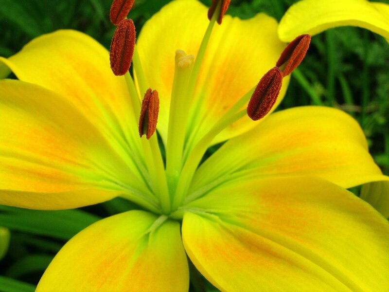 Close-up of a yellow lily