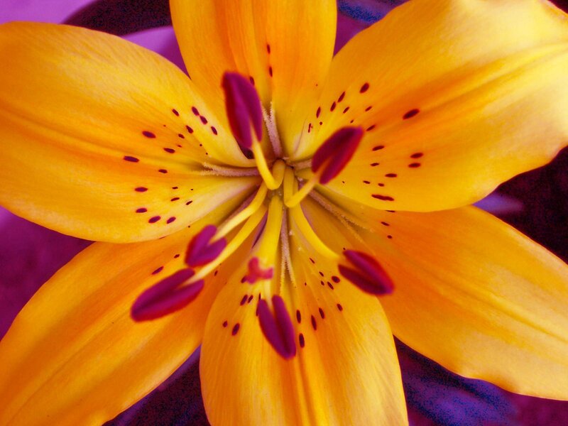Close-up of a yellow lily