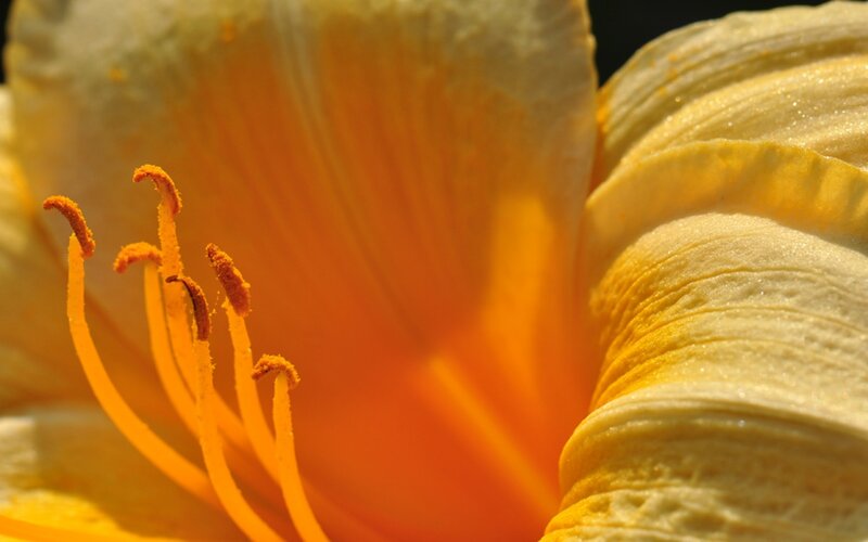 close-up of a yellow lily