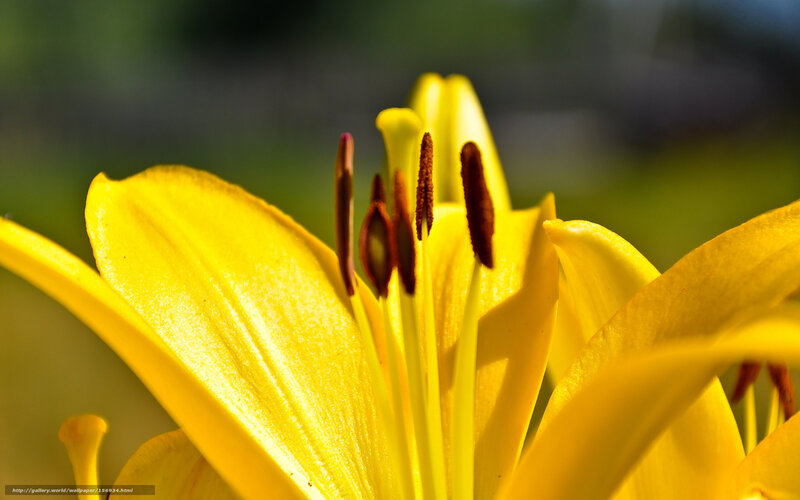 Close-up of a yellow lily